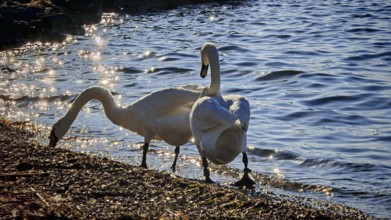 Two swans (cygnus) on the water's edge in the evening sun with glittering water in the background,