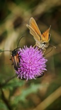 Brown-headed brown butterfly (thymelicus sylvestris) and two longhorned beetles (purpuricenus)