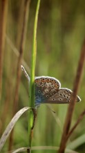 Blue butterfly (polyommatus icarus) with colourful wings, delicately peeping out from behind a