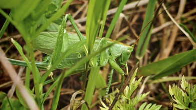 Green Heupfer (Tettigonia viridissima) hiding well camouflaged between the blades of grass,