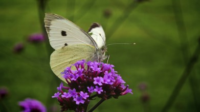 Cabbage white butterfly (periis rapae, sitting gently on purple flowers, captured in a natural