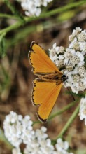 An orange ducat butterfly (lycaena virgaureae) on a white flower against a green background,