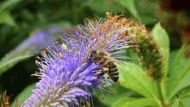 A bee (apis) sucks nectar from a purple flower in the green plant environment, frankenwald nature