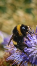 A bumblebee (bombus) on a purple flower in nature, Franconian Forest nature park Park