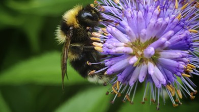 A bumblebee (bombus) sits on a purple flower against a blurred green background, Franconian Forest
