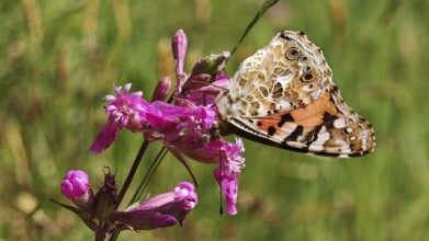 A ladybird (vanessa cardui) with patterned wings on a pink flower, Franconia nature park Park