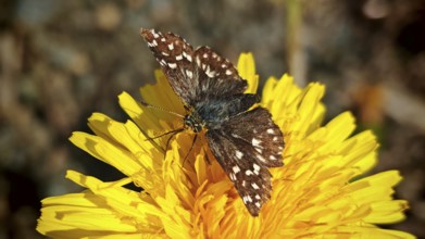 Butterfly cube moth (pyrgus malvae) with brown wings and white spots on a bright yellow flower in