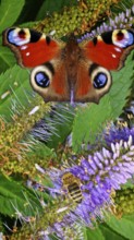 A peacock eye (aglais io) with red wings on a purple flower against a green background, frankenwald