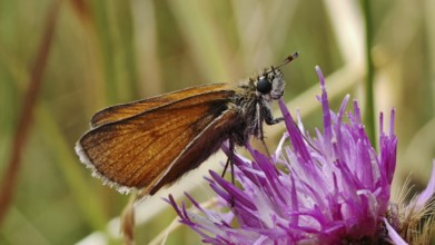 Small Skipper (thymelicus sylvestris) butterfly sitting on a purple flower, Rennsteig, Franconian