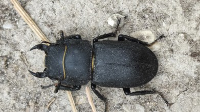 Beamed shrew (dorcus parallelipipedus lies on an earthy soil, Slovenia