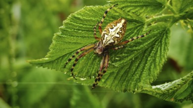 Oak leaf wheel spider (aculepeira ceropegia) with distinctive back on a green leaf in nature,