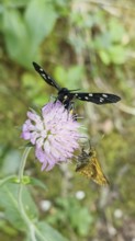 Two insects on a pink flower, a white-spotted damselfly (amata phegea) and a comma butterfly