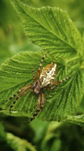 Oak leaf wheel spider (aculepeira ceropegia) with distinctive back on a green leaf in nature,