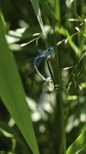Two dragonflies (draconis musca) in mating position on a green plant, Thuringian Forest