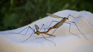 Two snakes (tipulidae) in mating position on white background, Franconian Forest