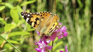 A ladybird (vanessa cardui) sitting on a pink flower in natural surroundings, Franconian Forest