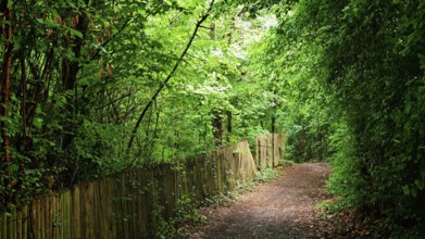 Idyllic forest trail with green canopy flanked by a wooden picket fence in thick vegetation,