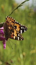 Thistle butterfly (vanessa cardui) with colourful wings resting on a pink flower, surrounded by a