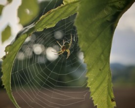 Spider (araneus) on a leaf crossing a fine thread of a spider's web, in quiet nature, Upper