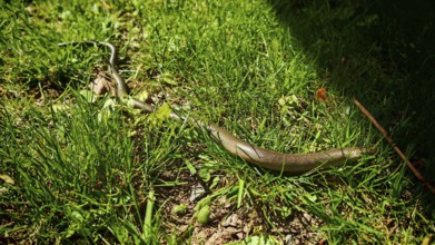 Slow worm (anguis frailis) meanders through sun-drenched grass with shade, REnnsteig, Franconian