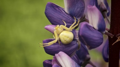 Yellow crab spider (misumena vatia) sitting on a purple lupine flower in a detailed macro