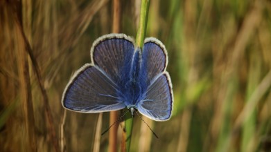 Blue butterfly (polyommatus icarus) with colourful wings, delicately peeping out from behind a