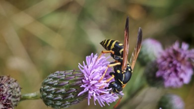 Black-yellow field wasp (polistes) on a purple flower in a detailed macro photograph, during