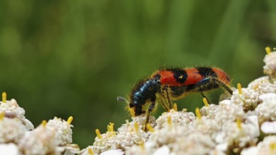 A red and black shaggy bee beetle (trichodes alvearius) moves on cream-coloured flowers in nature,