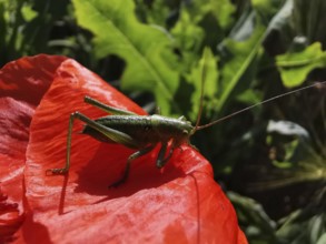 Great green bush cricket (tettigonia viridissima) sitting on a red poppy leaf (papaver) in a sunny