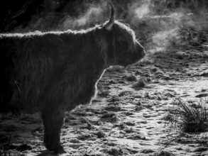 Silhouette of a highland bovine (bos taurus taurus) breathing in the cold, black and white