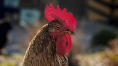 Portrait of a rooster (gallus) with a magnificent red comb, Franconian Forest