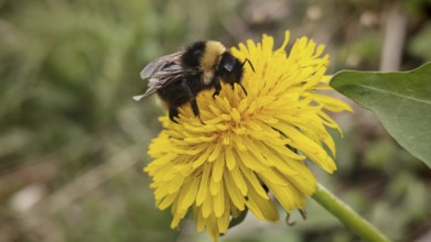 Bumblebee (bombus) sitting on a yellow dandelion flower (taraxacum) in a summer environment,
