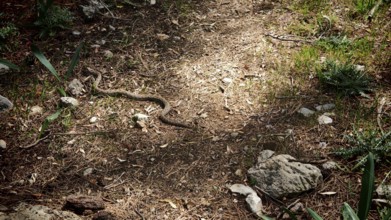 Well camouflaged Montivipera xanthina (montivipera xanthina) lying under light and shade on a
