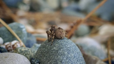 Small jumping spider (saliens araneia) from behind sitting camouflaged on a stone and turning its