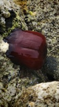 Sea anemone (actinia equina), wedged between sea rocks, Turkey