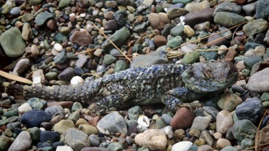Blue Spiked Guan (sceloporus cyanogenys) adapting perfectly to the colourful stones, Antalya,