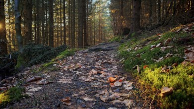 Forest trail full of autumn leaves in sunlight, Franconian Forest