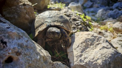 Hermann's tortoise (testudo hermanni) between stones, enjoying the sun, Turkey