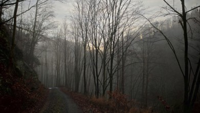 A foggy forest trail leads through bare autumn trees in a gloomy atmosphere, Franconian Forest
