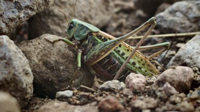 Close-up of a wart-biter (decticus verrucivorus) between stones in a natural environment, Georgia