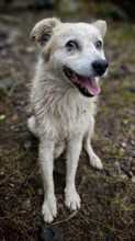 A smiling, wet street dog (canis lupus familaris), his name is igor, sits on an earthy floor and