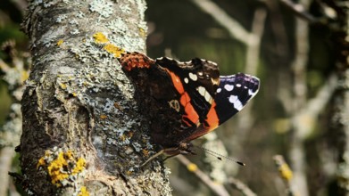 A colourful admiral butterfly (vanessa atalanta) sitting on tree bark, surrounded by lichens,