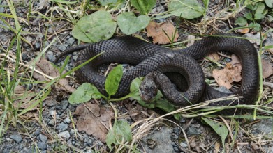 A smooth snake (coronella austriaca) shortly in front of moulting, lying on a tangled forest floor,