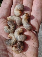 Several curved larvae, grubs of the leaf horned beetle (scarabaeidae) lying in an open palm,