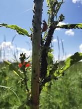 A ladybird (coccinelliade) searches for black aphids (aphis fabae) on a plant stem in a green
