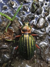 An iridescent Carabus auronitens (carabus auronitens) crawls over a wet, stony surface, Rennsteig,