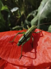 Great green bush cricket (tettigonia viridissima) sitting on a red poppy leaf (papaver) in a sunny