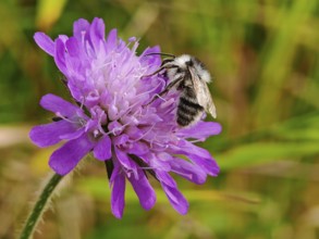 A willow sand bee (andrena vaga) collects nectar from a purple flower, field widow flower (knautia