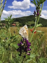 Butterfly Small heath (coenonympha pamphilus) sitting on a flower in a summer landscape with a view
