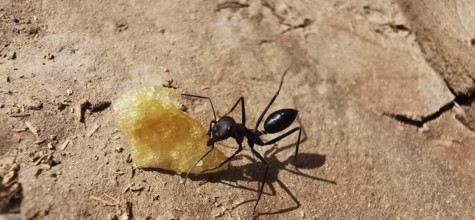 Desert ant (Sahara Desert ant) examining a large crumb on an earthy background, close-up, Morocco